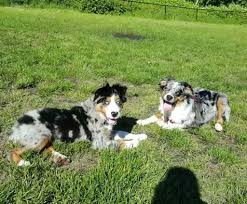 I am very intelligent and will make you a wonderful pet. Australian Shepherd Bernese Mountain Dog Mix Facts