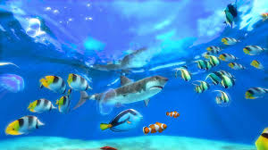 live fish wallpapers top free live