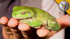 The cheapest offer starts at £10. My Big Fat Green Tree Frog Youtube