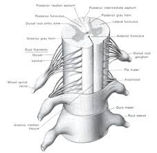 posterior horns of the spinal cord