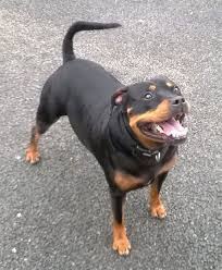 I dont like these dogs because they are violent etc. 12 Unreal Rottweiler Cross Breeds You Have To See To Believe Rottweiler Rottweiler Mix Pitbull Terrier