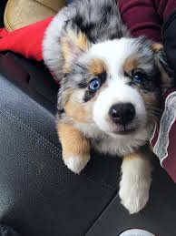 Once you have one of my puppies you'll understand why i am so passionate about what i do. Mini Aussie Corgi Mix Novocom Top