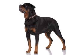 rottweiler dog character t care