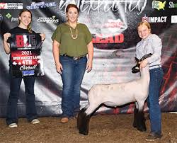 johnson show lambs winners
