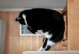 your hvac system when you have pets