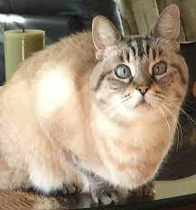 Look at pictures of siamese kittens who need a home. Adopted Senior Lynx Point Siamese Ca In San Diego Ca Lilly