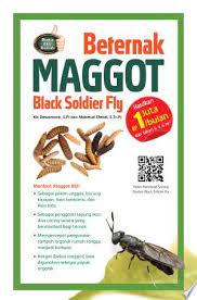 Maggot, budidaya, penghematan biaya pakan abstract Katalog Ebook Beternak Maggot Black Soldier Fly Buku Panduan Cara Beternak Kambing Ayam Dan Lainnya