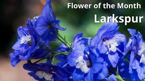 Image result for july flowers