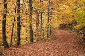 8 أماكن طبيعية في تركيا للتنزه مشيا في فصل الخريف | ترك برس