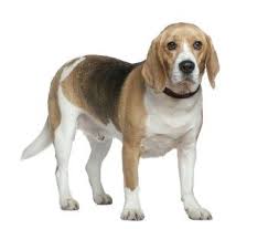 Beagle Weight Normal Size Structure Height Puppy To