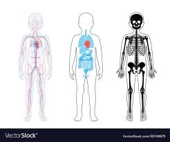 internal structure human child body