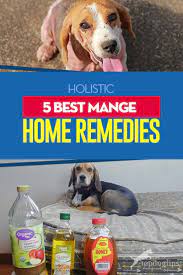 5 best dog mange home remes top