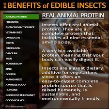 edible insect nutrition information