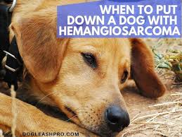Lymphocytes or wbcs are the chief builders of our immunity system. When To Euthanize A Dog With Hemangiosarcoma Dog Leash Pro