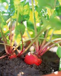 Fall Vegetables To Plant In Containers
