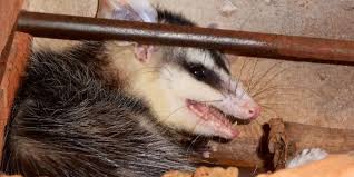 get rid of opossum under deck