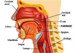 Faringe - Órgão do Corpo Humano
