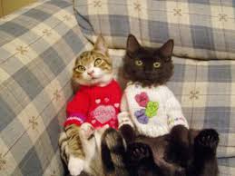 Image result for cats on valentines day