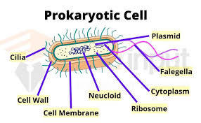 prokaryotic cell characteristics