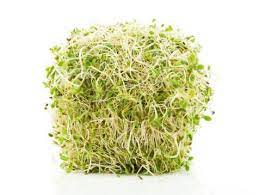 raw sprouts good or bad food