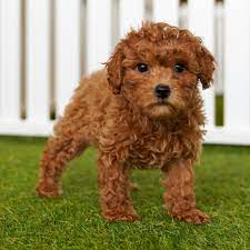 miniature poodle puppies