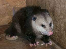 how to get rid of possum problems