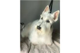 Find a scottish on gumtree, the #1 site for dogs & puppies for sale classifieds ads in the uk. Scottish Terrier Puppies For Sale From Reputable Dog Breeders