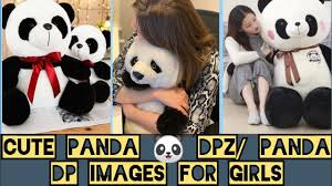 panda dp pics wallpapers dpz cute