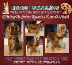 Aussie pet mobile comes to you and offers a complete range of dog grooming services. Litie Pet Grooming Home Facebook