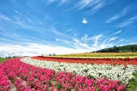 色とりどりの花畑と青空が織り成す富良野の風景の無料写真素材 - ID.26039｜ぱくたそ