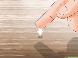 White vinegar has so many uses around the house. 3 Ways To Get Rid Of Ants Wikihow