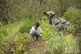 making a living from a permaculture garden
