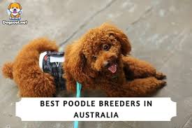 the 5 best poodle breeders in australia