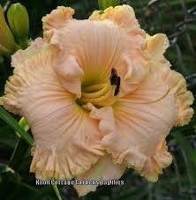 Daylily Hemerocallis Knoll Cottage