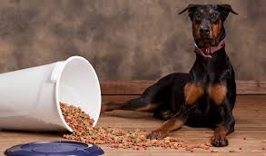 Best Dog Food For Dobermans 2018 What To Feed Doberman
