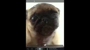 Pug Licking Screen - 1280x720 Wallpaper ...