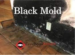 black mold stachybotrys where is it