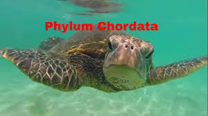Can you file these animals away into their correct phylum? Phylum Chordata Which Animals Belong Youtube
