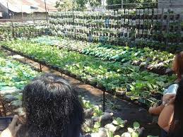 Urban Container Gardening In Bonuan