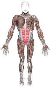 Muscle diagrams of major muscles exercised in weight male muscular system full anatomical body diagram with muscle. Anterior Muscles Diagram Human Body Pictures Science For Kids
