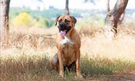 Image result for boerboel puppies meaning