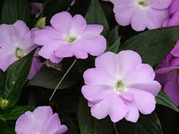 The conditions must be ideal because they grow like mad and bloom prolifically. Impatiens Hawkeri Wikipedia