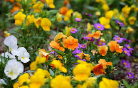 What S In Bloom Descanso Gardens