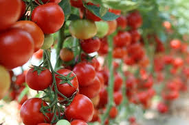 master gardeners plan your tomato