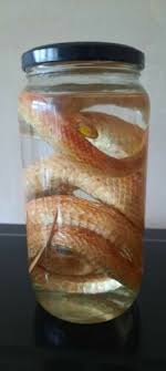 Candycorn Corn Snake Taxidermy Wet Specimen | eBay
