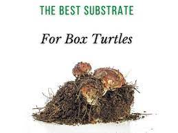 the best substrate for box turtles in