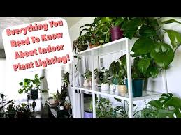 Natural Lighting For Houseplants Tips Tricks Indoor Plant Lighting Youtube
