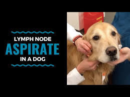 lymph node aspirate in a dog you