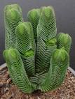 Resultado de imagem para crassula pyramidalis