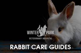 Rabbit Care Health Concerns Winter